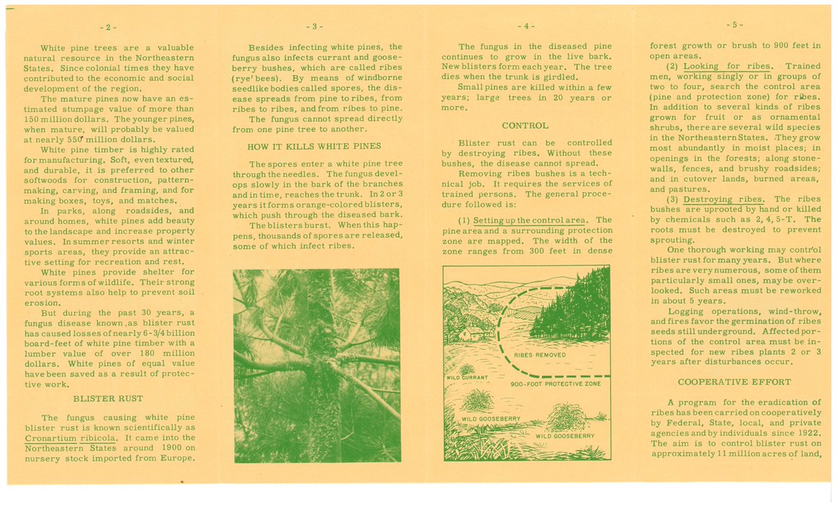 Have you ever heard of Blister Rust, also scientifically known as Cronartium ribicola? You can read all about it in this publication titled Control of White Pine Blister Rust in the Northeastern States from the U.S. Department of Agriculture. #ArborDay