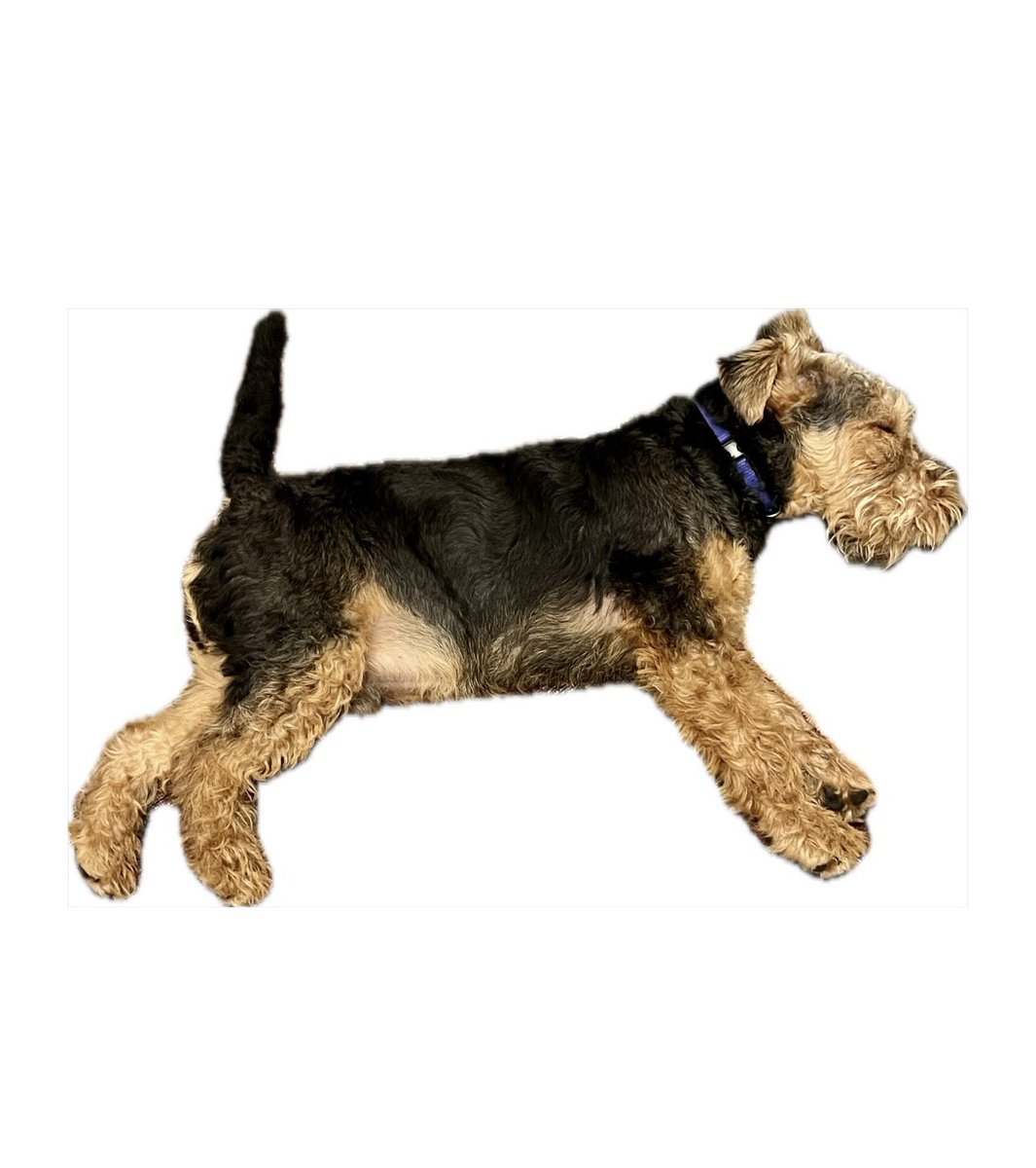 #pupdate off to sleep now instead of counting sheep how about counting Welsh Terriers? Night night peeps x