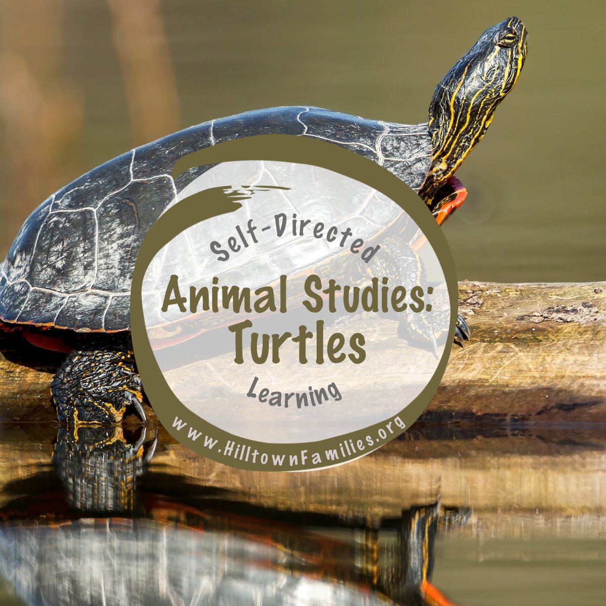 Explore New England turtles & the need for habitat protection. Support conservation to help overcome challenges & ensure ecosystem health. 🐢🌲 Discover more: bit.ly/HTF-Turtles

#turtles #cbedu #sde #selfdirectedlearning #herpetology