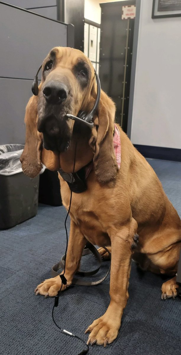 Miami PD K9 Claudine came by to support our dispatchers on telecommunications week @MiamiPD