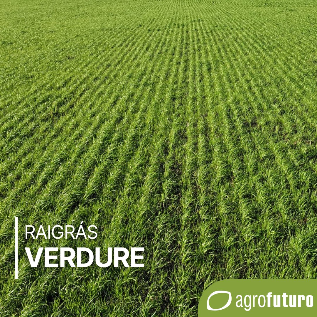 AgrofuturoSA's tweet photo. #Raigras Verdure. 4 días abajo del agua!. Gran rusticidad y sanidad. 💪 Excelente precocidad y producción Otoño/Invierno. 📍 India Muerta, Rocha.
#AgrofuturoSemillas #forraje #forrajeras #ganaderia #lecheria #SemillasDeCalidad https://t.co/xsqjJUhJKR