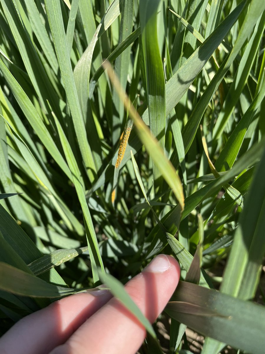 Dylan Larkin tweet media