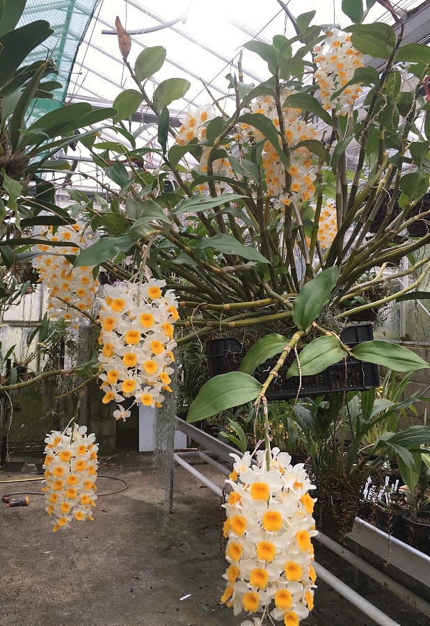 Dendrobium thyrsiflorum 
เอื้องม่อนไข่ 🇹🇭 🏵🌱
is a species of orchid, commonly called the pinecone-like raceme dendrobium. It is native to the Thailand. Himalayas as well as to the mountains of northern Indochina. 
#orquideas #orchids #กล้วยไม้ #蘭 #flowers