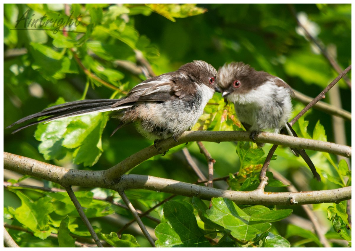 Favourite Friday. A pair of juvenile Long-tailed Tits (Larry and Lolly) . #TwitterNatureCommunity #birdphotography #birds #NaturePhotography @Natures_Voice