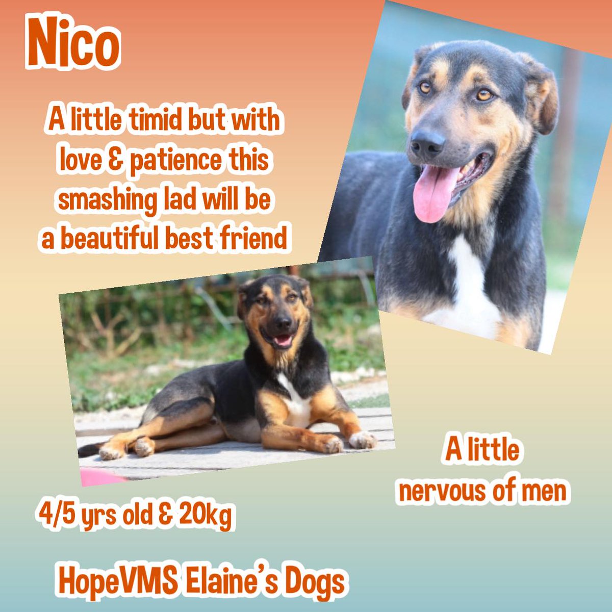 #forgottensoulshour This extraordinarily handsome man is NICO, 4/5yo & at the Shelter since he was 2yo, a lovely boy who needs a lot of love & a little bit of patience in his life. He was rescued from the streets of Sarajevo after he suffered abuse at the hands of the dog…