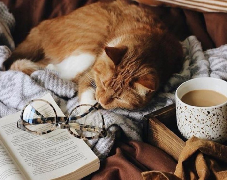 Vendredi lecture 😻 📚 🥛 🤫 Le chat en pleine réflexion 💭 😹