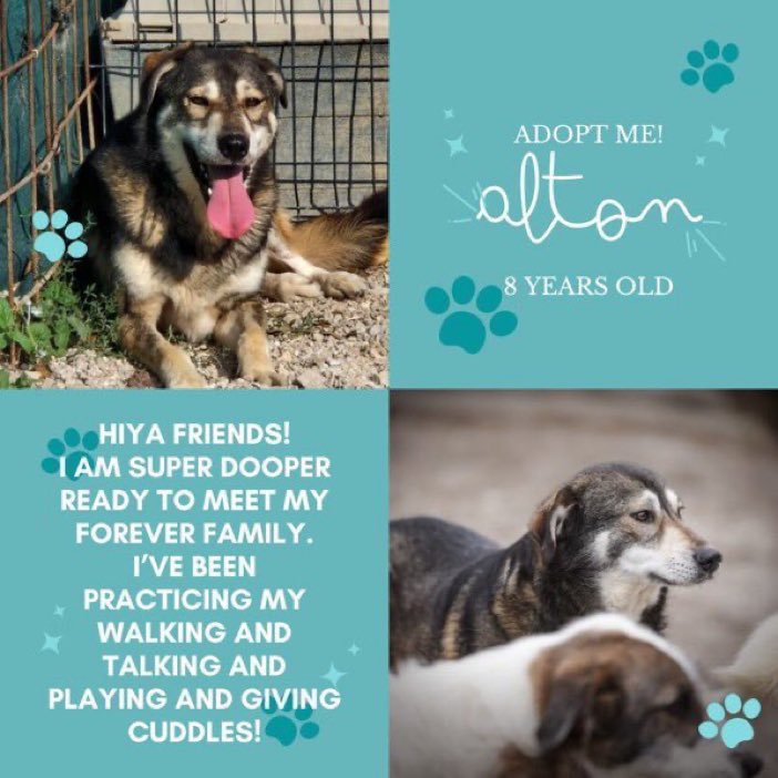 Look at Adorable Alton 💕💕 He’s been waiting his WHOLE life for his experienced forever home. Please contact for details on adopting him & giving him the loving home he so deserves. Thank you 🙏🐾🐶💕 #TeamZay #AdoptDontShop #dogs #forgottensoulshour hopevmselainesdogs.com/adopt-a-dog-al…