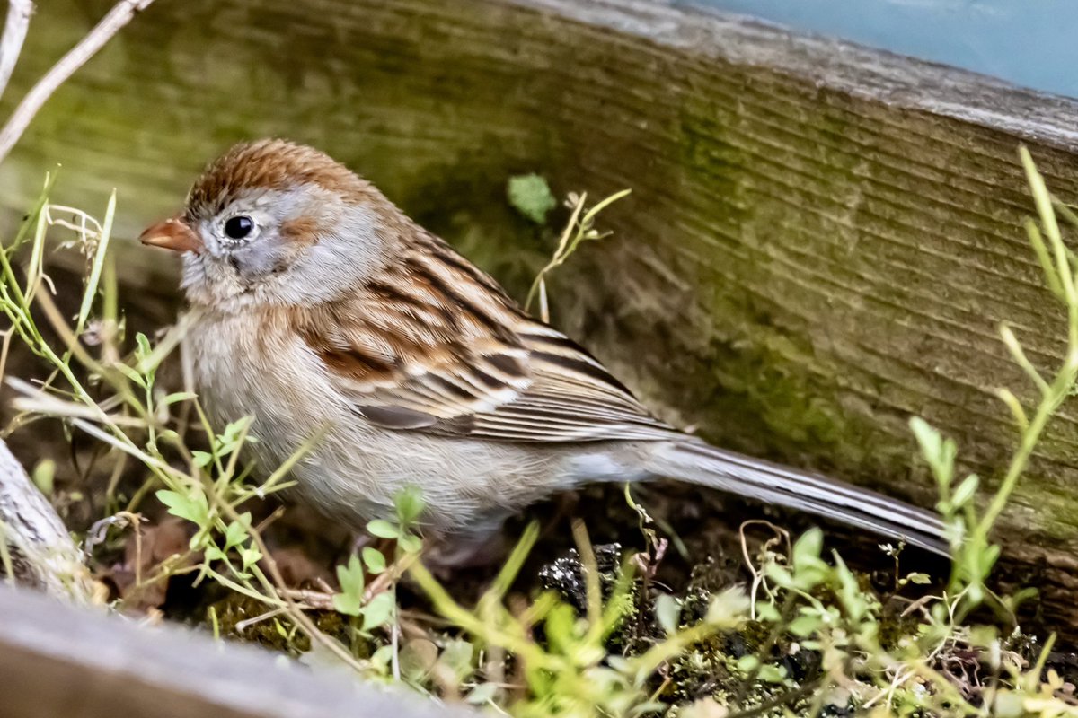 Omg! Look who stopped by my weedy window box today. A field sparrow!! First time I’ve gotten a photo of one of these shy little fellas! #birdcpp #springmigration