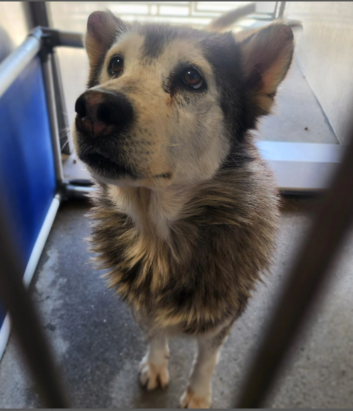 🆘💔🆘#SoCal #husky lovers, 7 yo 55 lb SAKI needs you to save her from Downey #California ACC today! You can not find an easier companion dog than this adorable sweetheart. Please visit her🙏info⬇️ #A5611249