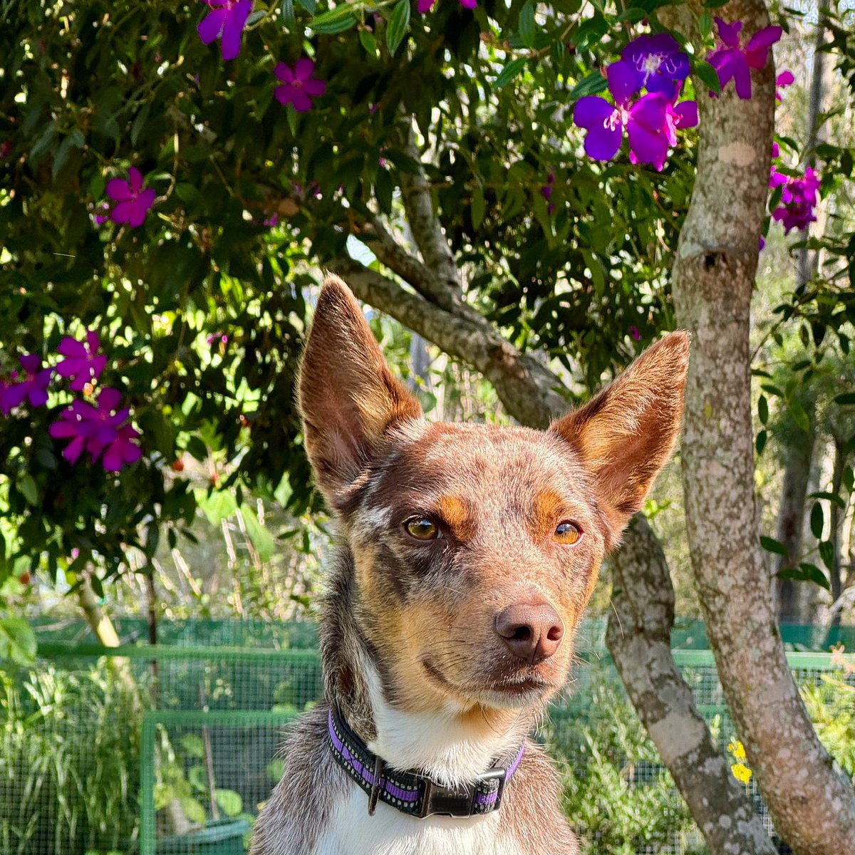 We’s well into Autumn but the sun’s still warm and the Tibouchina’s still floofing 🐶🌸💜
#floofsforyou