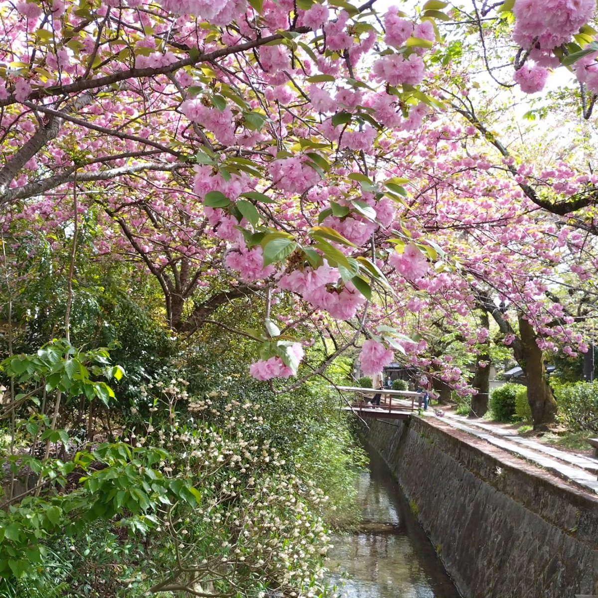 latinatropicana's tweet photo. 🇪🇦 Buenos días desde Kioto.
La foto es de anteayer, el
camino de la filosofía.
Que tengas un buen día 🍃

おはようございます
写真は一昨日の #哲学の道 です
良い１日を 🍃

#朝の京都 #PhilosophersPath https://t.co/GYkSVfzLZl