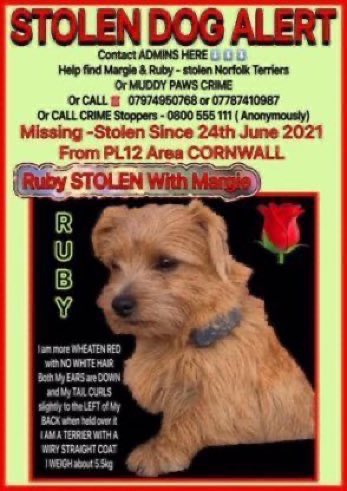 Please RT #forgottensoulshour 🙏 
Margie & Ruby were stolen from their farm between Landrake & Pillaton in SE #Cornwall #PL12 on 24th June 2021. 
Someone somewhere knows where they are. 
Please let these girls go home.  😢 🙏 #NorfolkTerriers 
#StolenMargieandRuby 

⬇️⬇️⬇️