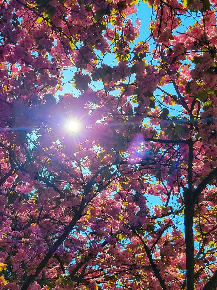 The trees outside our apartment always bloom so late, and im glad for it