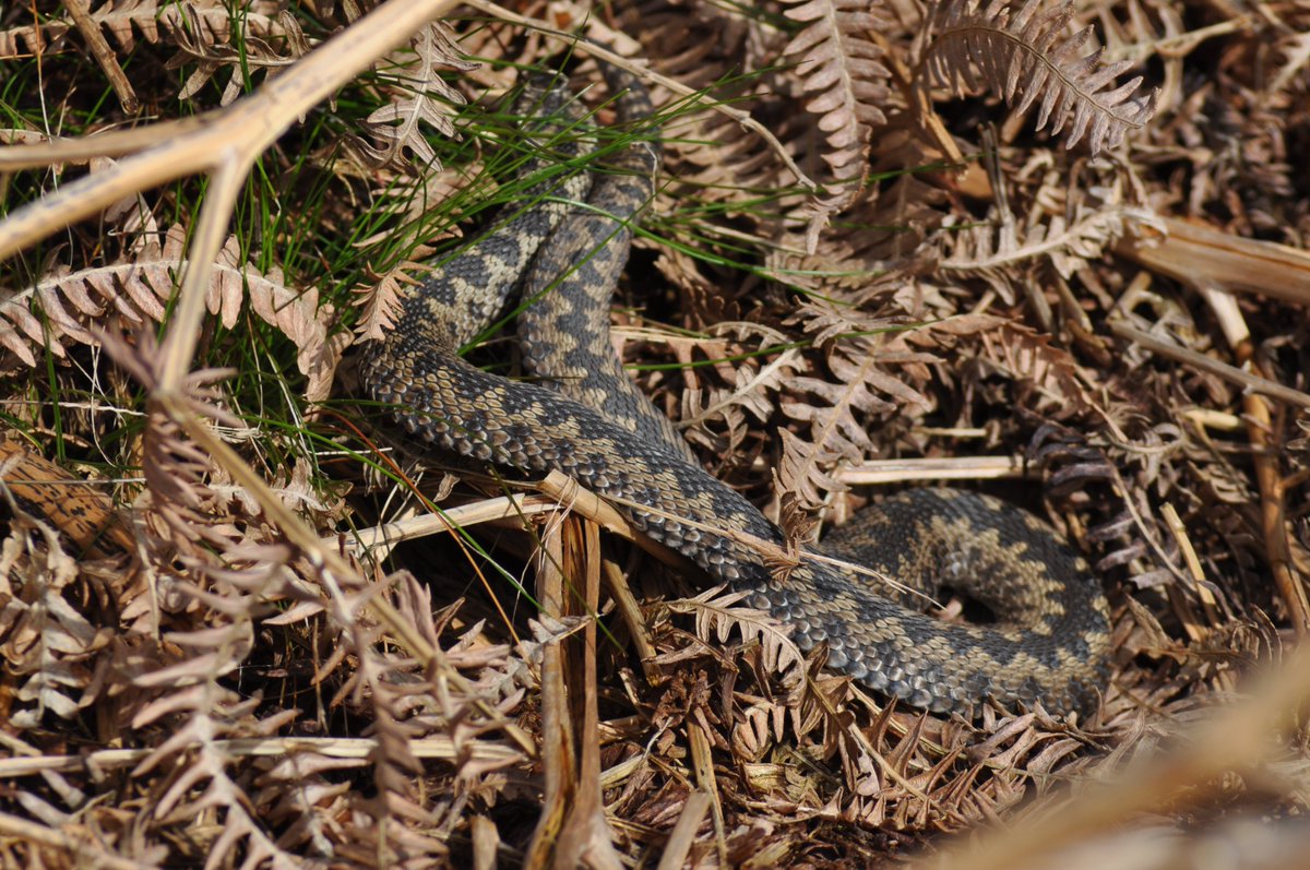 @ARC_Bytes @ARGroupsUK Nice to see this friend other day basking away in Leicestershire. Photo taken using 300mm lens and left in peace. Adder.