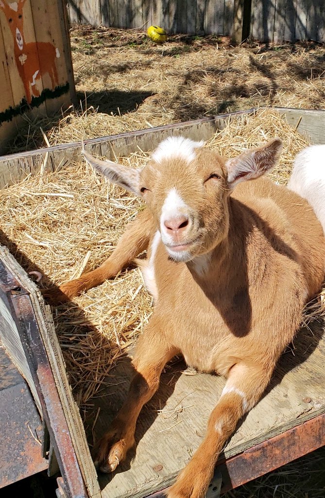 🐐Winston🌈Thatcher🌈Domino, Walnut, Jasper🐐 tweet media