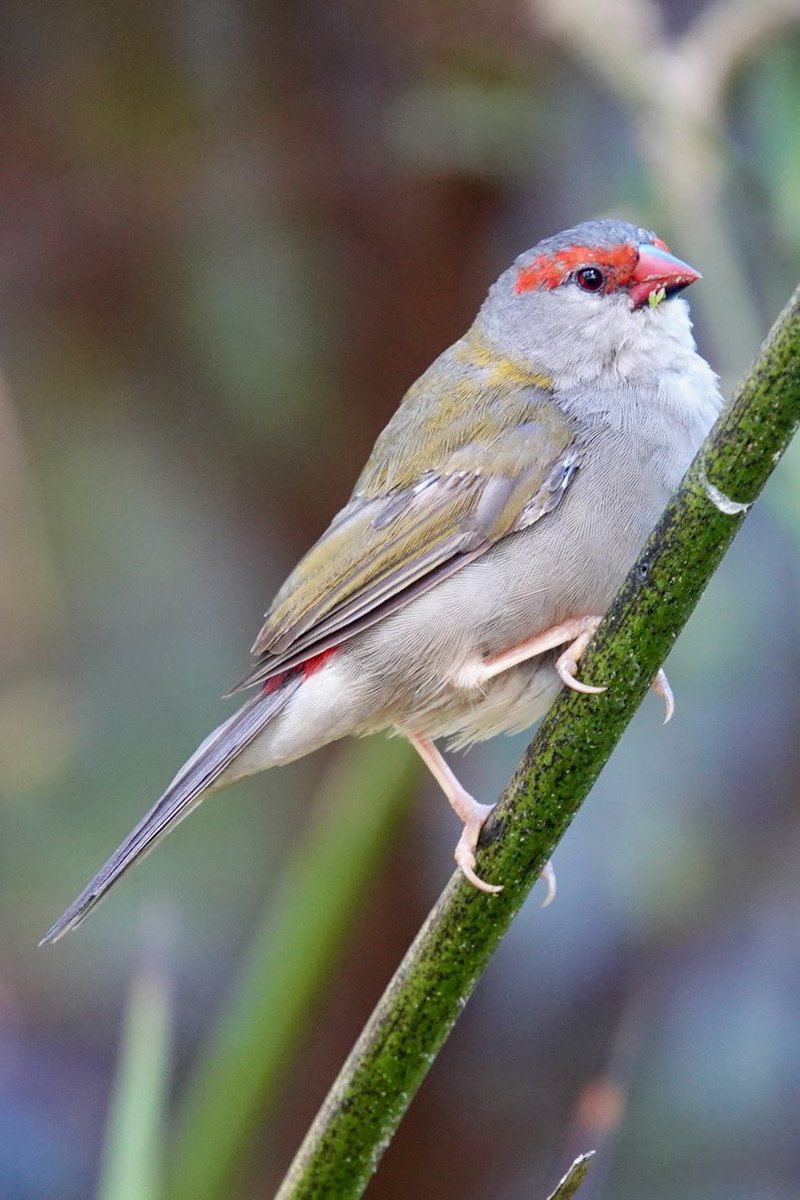 #FirstSeenAndHeard #FSAH Seen: Red-browed Finch. Heard: Eastern Spinebill. South Gippsland, Australia @birdemergency #birdwatching #Birding #birdphotography #WildOz #bird #TwitterNatureCommunity #BirdsSeenIn2024 #SonyRX10iv