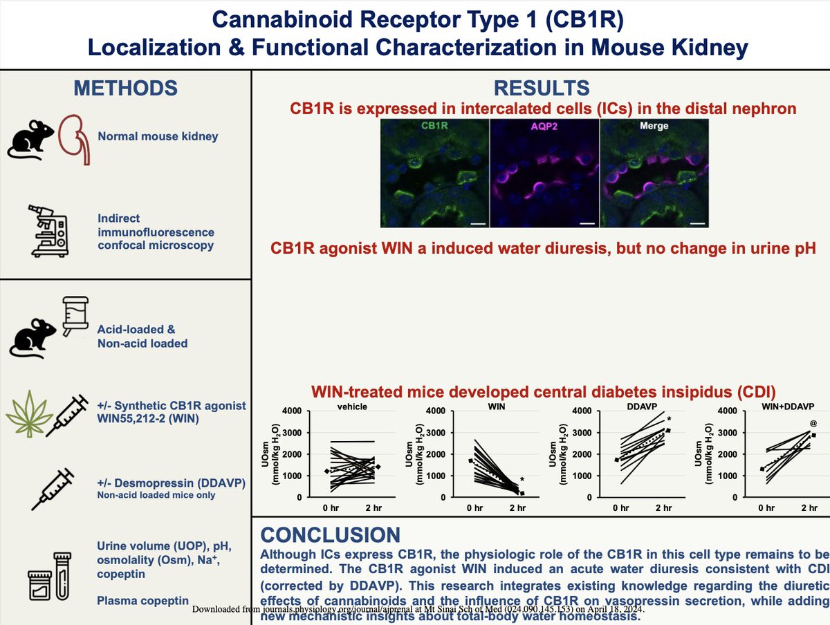 '#Cannabinoid Receptor Type 1 Activation Causes a Water Diuresis by Inducing an 1 Acute Central Diabetes Insipidus in Mice' pubmed.ncbi.nlm.nih.gov/38634131/ @ThepHunClub @DOMSinaiNYC @AJPRenal #Nephrology