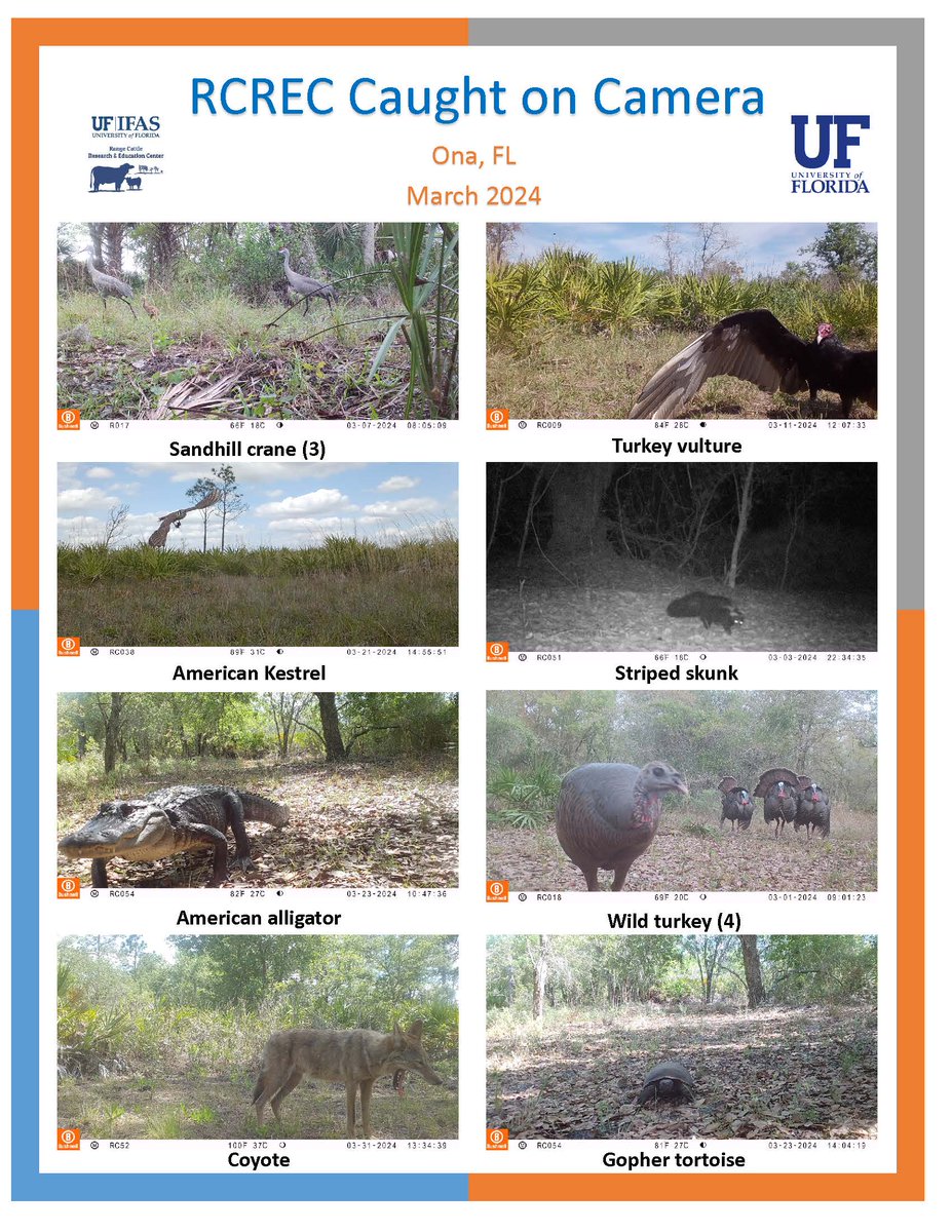 Caught on Camera – March 2024 This feature is assembled by the UF/IFAS RCREC Rangeland Wildlife Ecology Program with images collected from RCREC game cameras mounted throughout the property near Ona, FL. See past issues on our website. rcrec-ona.ifas.ufl.edu/.../faculty/ha…