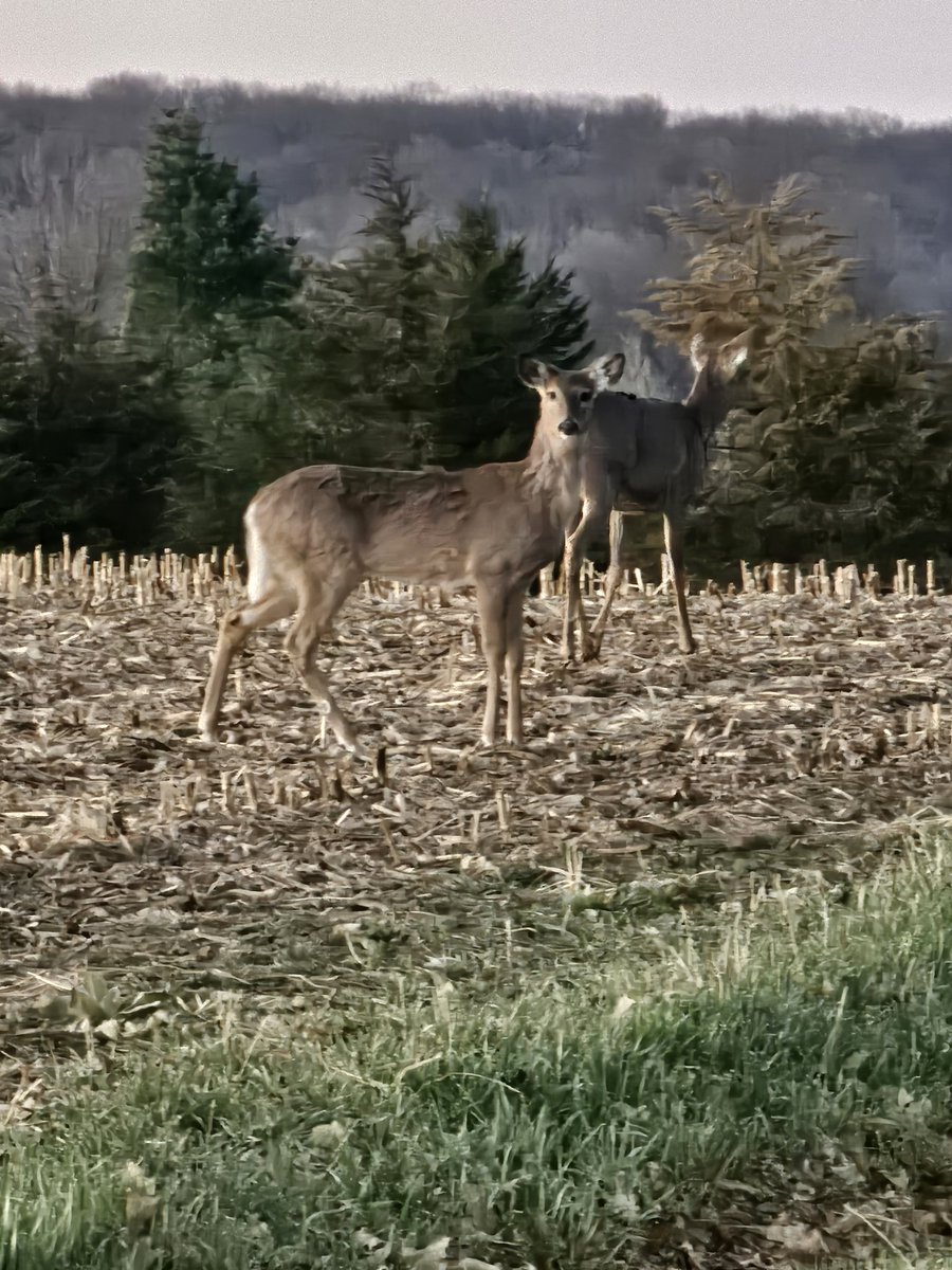 Whitetail's have been very busy in the past few days. Enjoy your afternoon, my friends