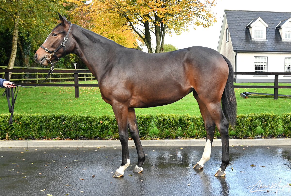 FLYING FINN wins in stylish fashion on her handicap debut @RiponRaces. Born and raised on the farm, she is pictured here as a foal and a yearling. Well done to @adrian_keatley and all connections involved.