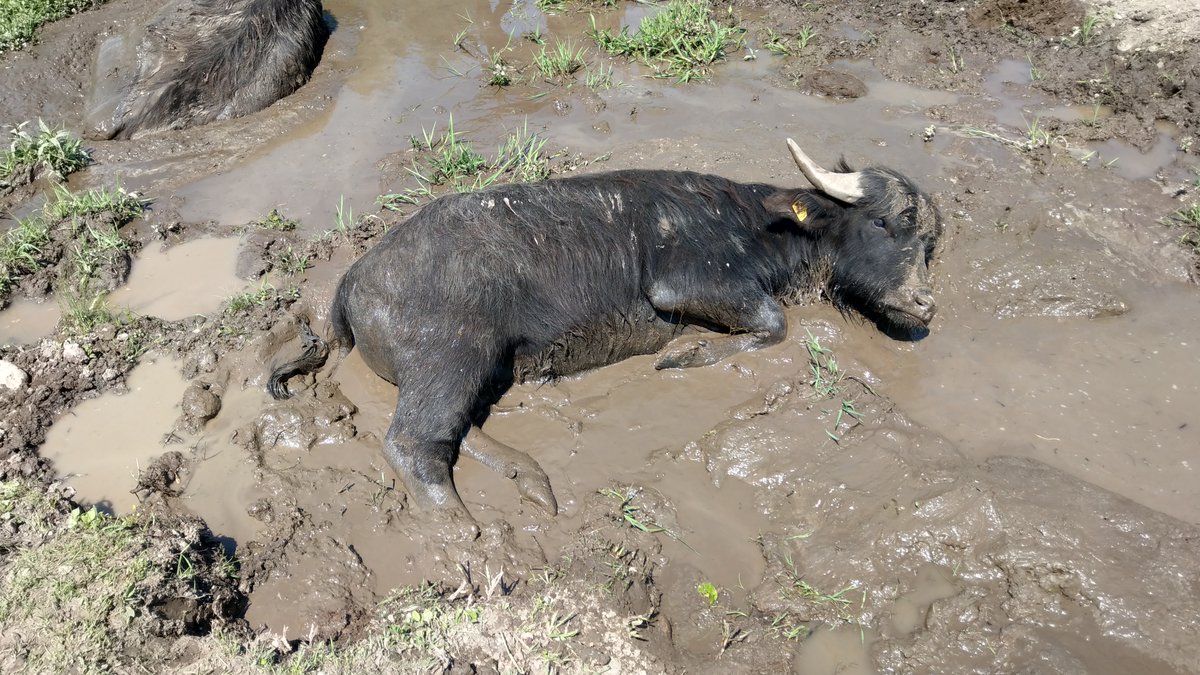 Unterschied zwischen 🐃und 🐂? Ganz unwissenschaftlich: Vor langer Zeit scheinen mal ein paar Schweine eingekreuzt worden zu sein. Joke, aber sie lieben Schlamm & Wasser mehr, grunzen eher als sie muhen, riechen auch eher schweinisch & sind borstiger. Fleisch schmeckt auch anders