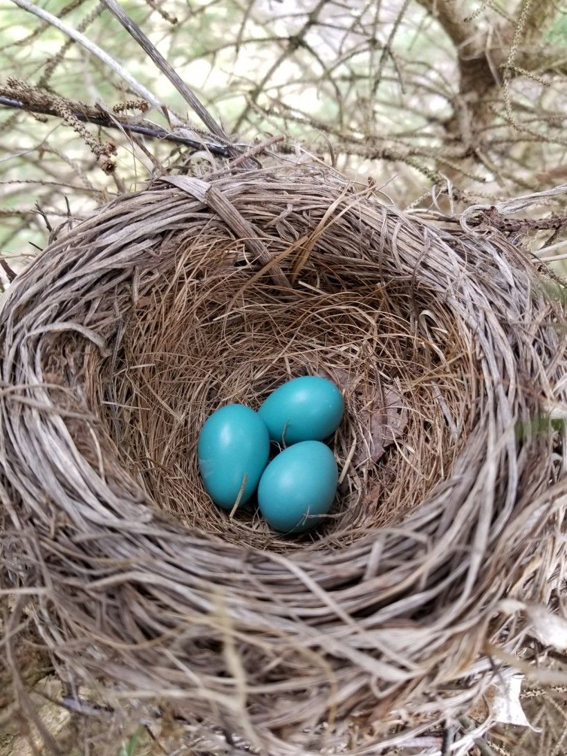 #NoFilter.  My eyes have not seen a color blue more splendidly beautiful than a Robin's eggs. Spring has arrived!  Joy! 🌱 🐦

#dailypic #IndiAves #TwitterNatureCommunity #birdwatching #BirdsSeenIn2024 #ThePhotoHour #BBCWildlifePOTD #birding #birds #Robin