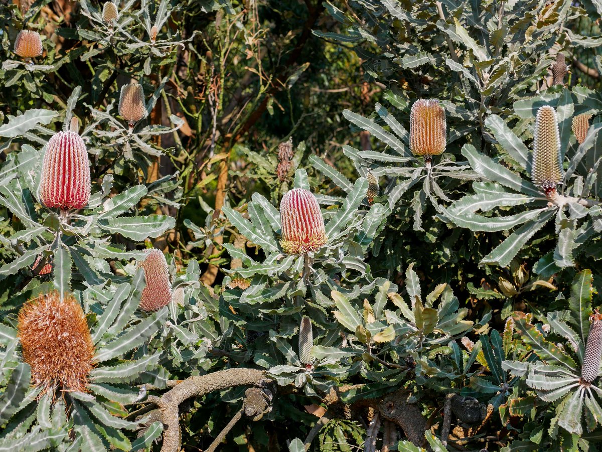 Flowering throughout autumn and winter, 𝐵𝑎𝑛𝑘𝑠𝑖𝑎 𝑚𝑒𝑛𝑧𝑖𝑒𝑠𝑖𝑖 (firewood banksia) is a favourite with both birds and visitors to Royal Botanic Gardens Cranbourne. 🌳🐦 Find this stunning native species in the Stringybark Garden, on the edge closest to the Arid Garden.