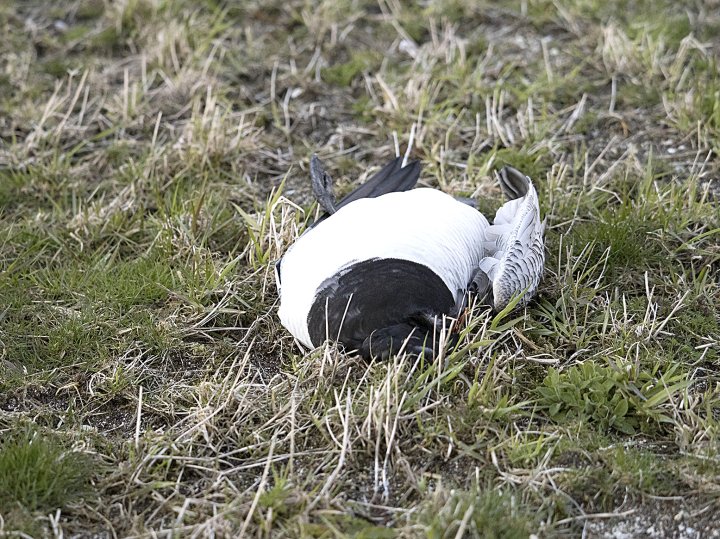 Rovfugler, storker og traner har større risiko for å dø som følge av menneskelig aktivitet, enn av naturlige årsaker, viser en ny studie. @Fuglevern sterkt bekymret for manglende naturhensyn i elektrifiseringen av samfunnet. birdlife.no/naturforvaltni…