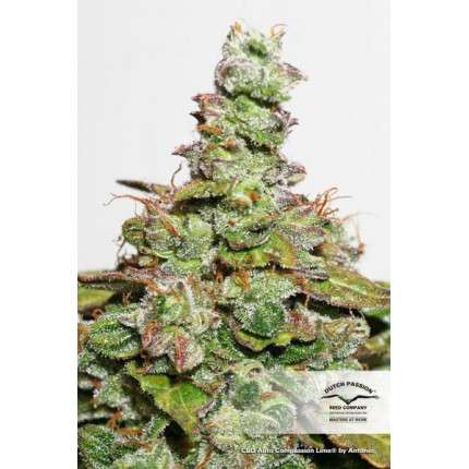 mjheadshop's tweet photo. 🔥 Frühlings Angebote 🔥 

🔥 bis zu 50% Rabatt 🔥 

Von feminsierten bis Autoflower Samen ist alles dabei!

https://t.co/XSsKXKo2lv

#Weedmob #CannabisCommunity #GrowingTogether #Grow #CanG https://t.co/E3AusdhI3d