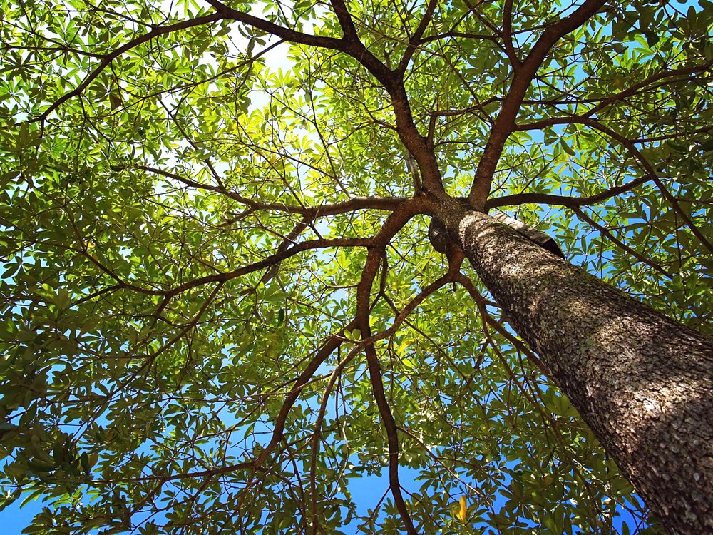 WOInitiative's tweet photo. This #EarthDay, let's make it our mission to ensure that white oak-dominated forests successfully regenerate and thrive. Sign up for our e-newsletter and follow us across social channels to stay up-to-date on the latest news and progress: https://t.co/EMEgiVywwt #SupportWhiteOak https://t.co/DLq2GINGg3