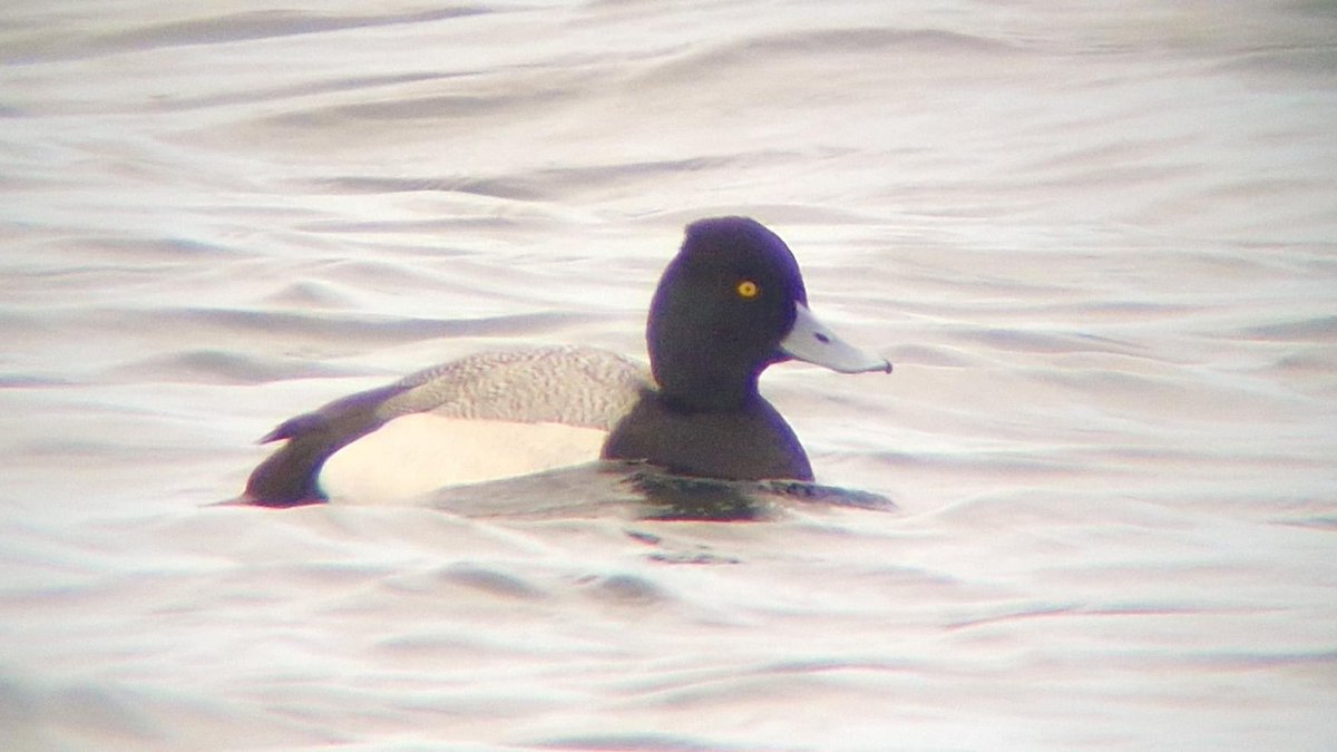 After adding Ross's Goose (ringed in Canada) last weekend and now a Lesser Scaup, the Ottenby area today reached the milestone of 400 observed bird species! 🍾🥂