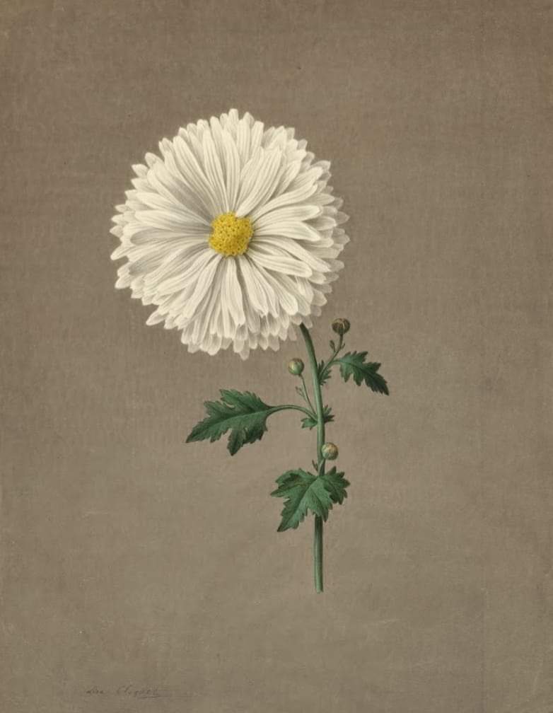 Lise Cloquet - Mums, Crysanths, 1820, Oak Spring Garden Foundation #crysanths #flowers