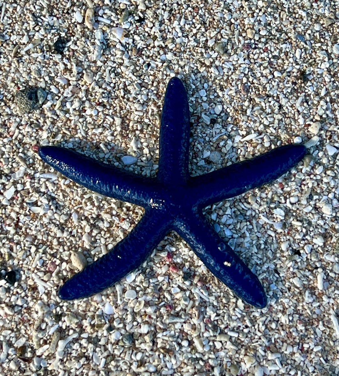 Have you ever seen a blue sea star⁉️ They live in the shallow waters of the tropical Indo-Pacific region & enjoy sunny areas of reef systems 🌟 I spotted this one on the Coral Coast, Fiji.