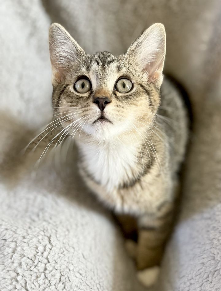 Hello, my name is Donnie and my sister's name is Marie. We would love to be adopted together!. I am super lovable. My sister is also very sweet and pretty! We are 3 months old as of 4-10. buff.ly/4cW19CB
