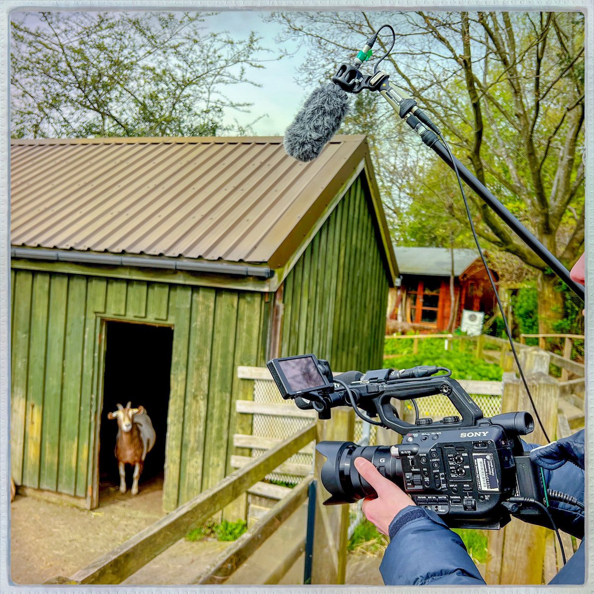 Day 109/366 #photoaday A location shoot at Meanwood Valley Urban Farm today involved Interviewing the goats. They had less to say than the sheep. I think they were playing it cool. #photooftheday #goats