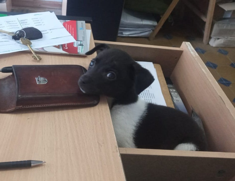 DCami's tweet photo. Padre " yo no quiero más perros ni gatos, me dejan de joder! "

Padre unos meses después ... https://t.co/UZqTrO1rU5