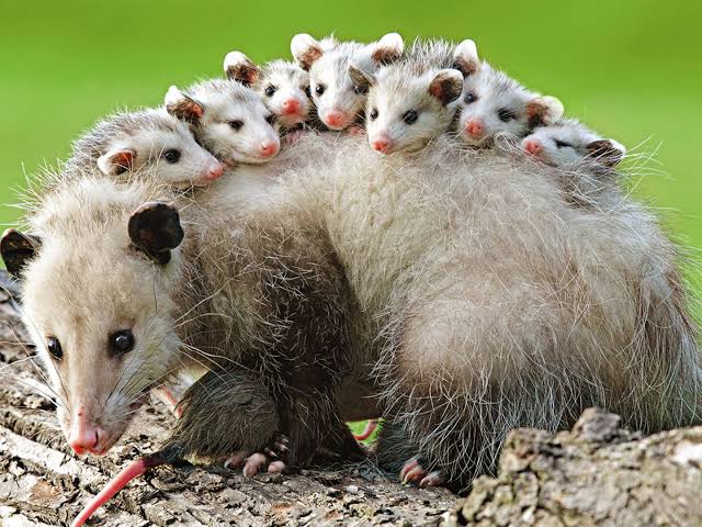 Did you know?

Opossums are marsupials,which means they carry their young in a pouch. They are the only marsupials in North America. Opossums are excellent climbers and swimmers. They are also known for playing dead whenever they are encountered with threats.