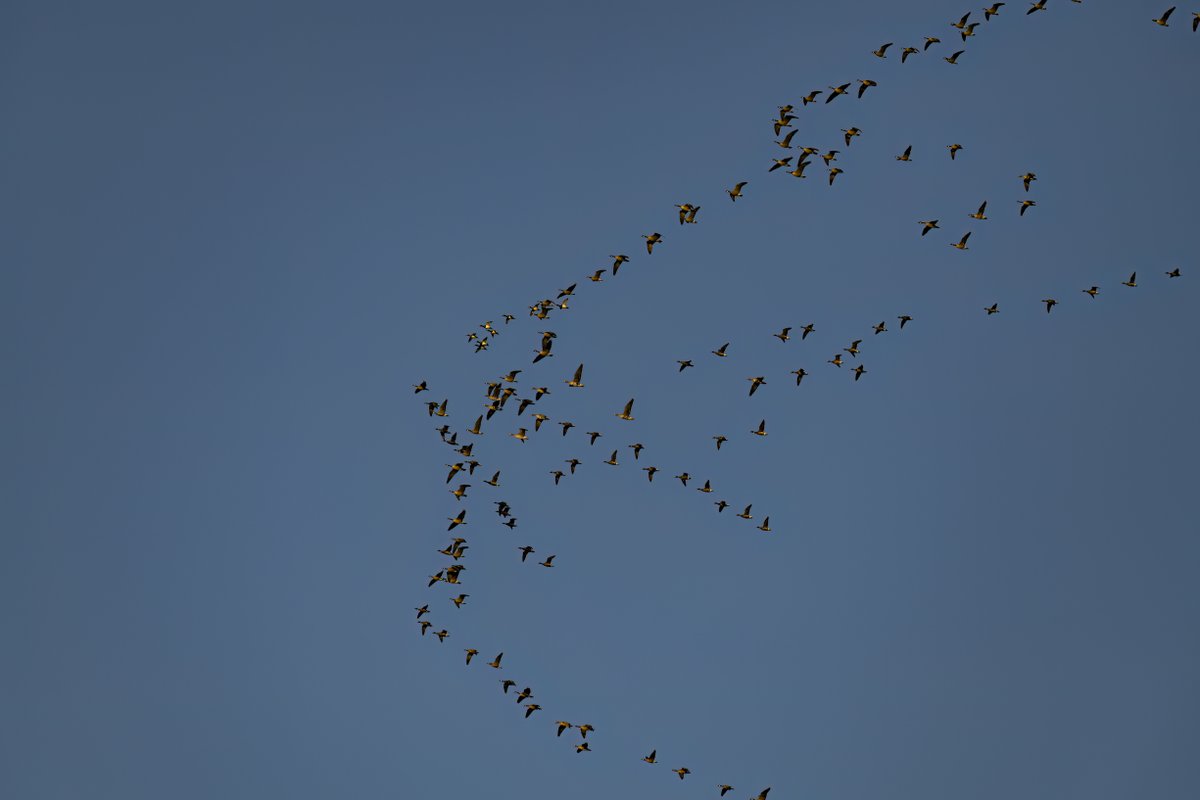 A sure sign of Spring.... the Geese are heading north for the Summer
#birdsoftwitter #geese #wildlife #wildlifephotography #spring #migration #vancouverisland #campbellriver #weatherwindow #shareyourweather @ChamberCR @CRVisitorCentre @KGordonGlobalBC @MMadryga @YvonneSchalle