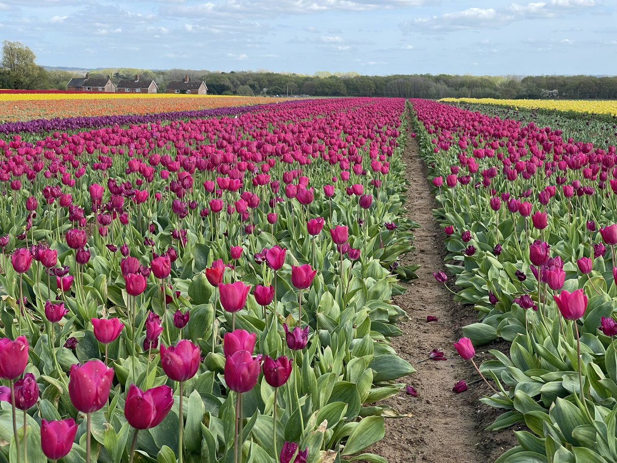 The 4 different colours of tulips in the tulip field at east winch, Norfolk. #StormHour #ThePhotoHour