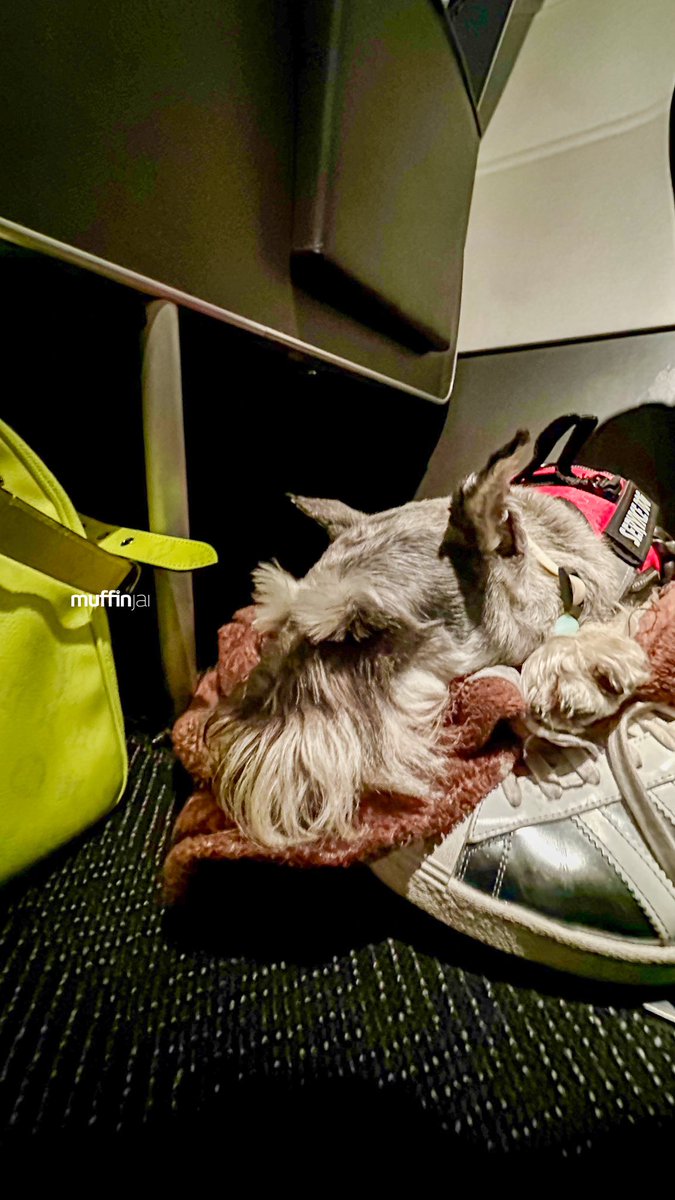 muffinjai's tweet photo. So there I was, cruising at 30,000 feet, wrapped up in my cozy airplane blanket. Dad, bless his heart, always gets me one. But guess what? This time, we were flying United Airlines’ Economy Plus. Fancy, right? Extra legroom, they said.
💛🐶🐾 #Schnauzer 🌉 #TravelDog #TravelDogs https://t.co/b2qWX1kxkp