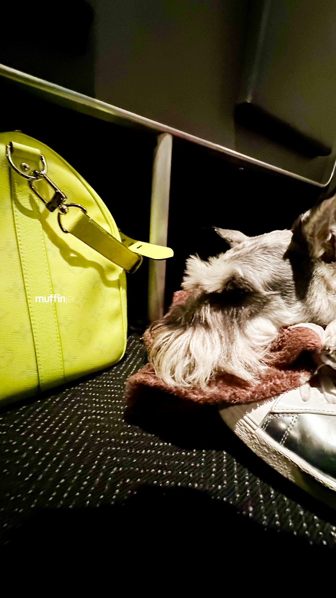 muffinjai's tweet photo. So there I was, cruising at 30,000 feet, wrapped up in my cozy airplane blanket. Dad, bless his heart, always gets me one. But guess what? This time, we were flying United Airlines’ Economy Plus. Fancy, right? Extra legroom, they said.
💛🐶🐾 #Schnauzer 🌉 #TravelDog #TravelDogs https://t.co/b2qWX1kxkp