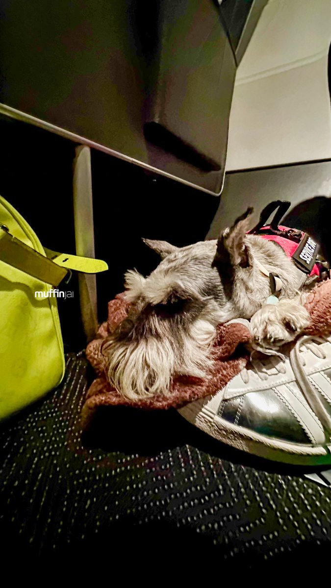 muffinjai's tweet photo. So there I was, cruising at 30,000 feet, wrapped up in my cozy airplane blanket. Dad, bless his heart, always gets me one. But guess what? This time, we were flying United Airlines’ Economy Plus. Fancy, right? Extra legroom, they said.
💛🐶🐾 #Schnauzer 🌉 #TravelDog #TravelDogs https://t.co/b2qWX1kxkp