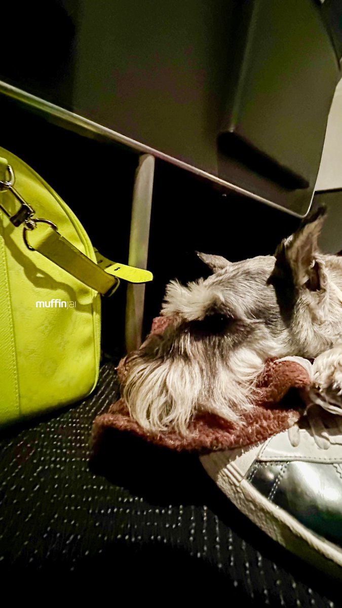 muffinjai's tweet photo. So there I was, cruising at 30,000 feet, wrapped up in my cozy airplane blanket. Dad, bless his heart, always gets me one. But guess what? This time, we were flying United Airlines’ Economy Plus. Fancy, right? Extra legroom, they said.
💛🐶🐾 #Schnauzer 🌉 #TravelDog #TravelDogs https://t.co/b2qWX1kxkp