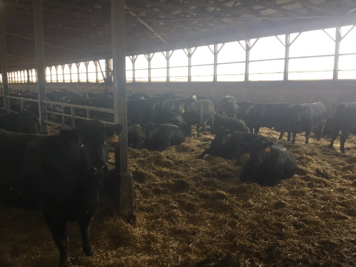 Ok….conventional straw bedded barn, cleaned out weekly/10 days and bedded. Anyone else have the cattle throw on the brakes eating on clean out day? We go in twice after bedding that day to get them up. You can go back on PLA and see clean out days for months. What’s the fix?