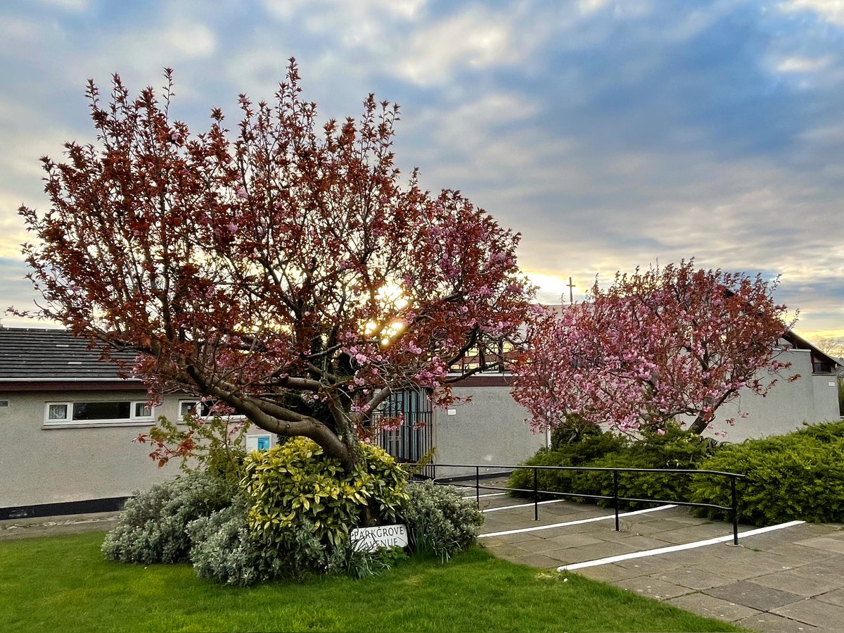 St Kentigern's cherries blossoming 🌸💙