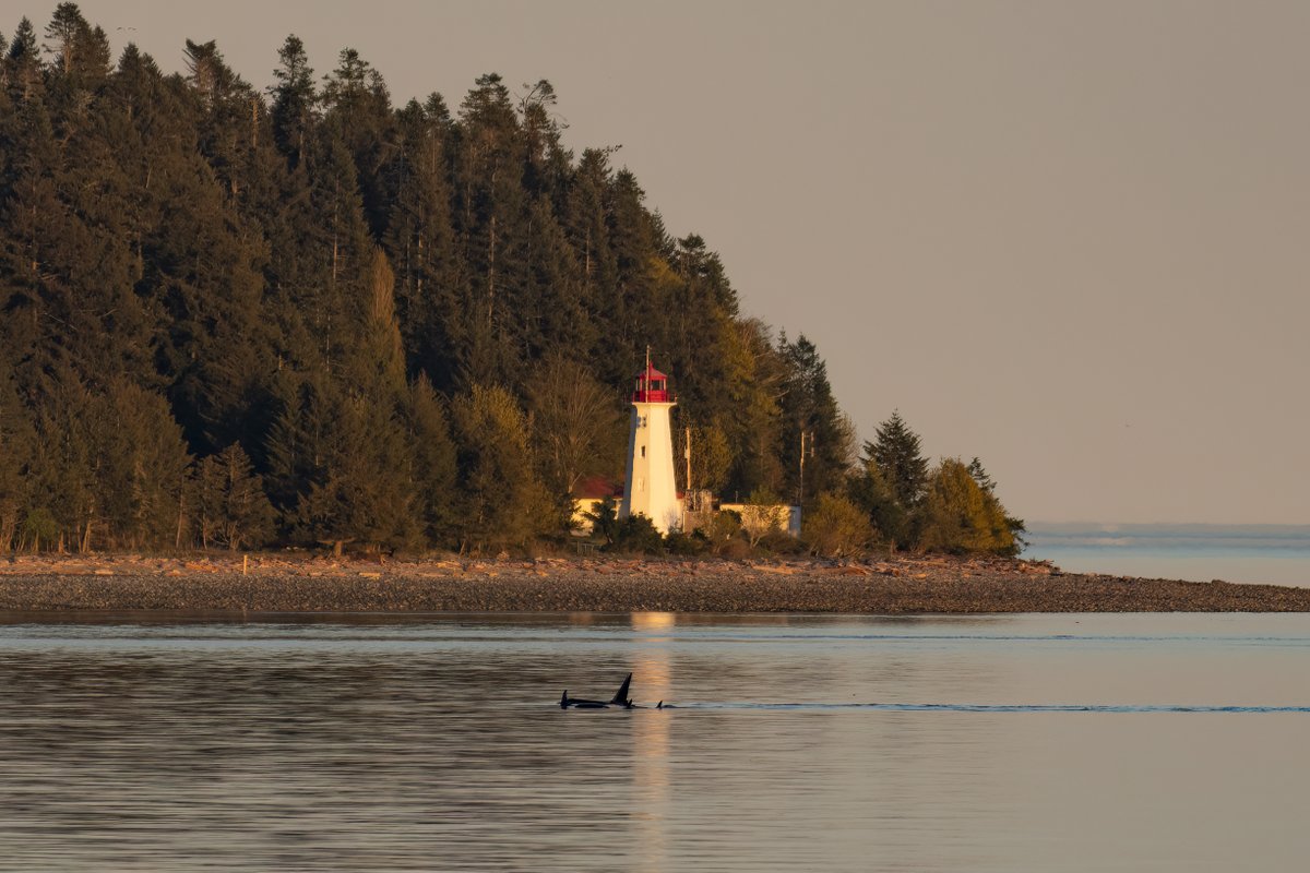Orcas visiting Campbell River last night just as the sun was going down.  
#vancouverisland #campbellriver #quadraisland #lighthouse #sunset #weatherwindow #shareyourweather @ChamberCR @CRVisitorCentre @ExploreBC  @KGordonGlobalBC @MMadryga @YvonneSchalle