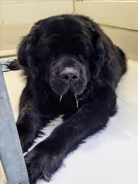 Hi #dogsoftwitter friends in Canada, esp around Toronto ! Please see below 👇 this was shared by a #Newfoundland group on Facebook ! Animal information A0974557 Located At: City of Toronto Animal Services West Region Description: My name is Magnus. I am a male, black…