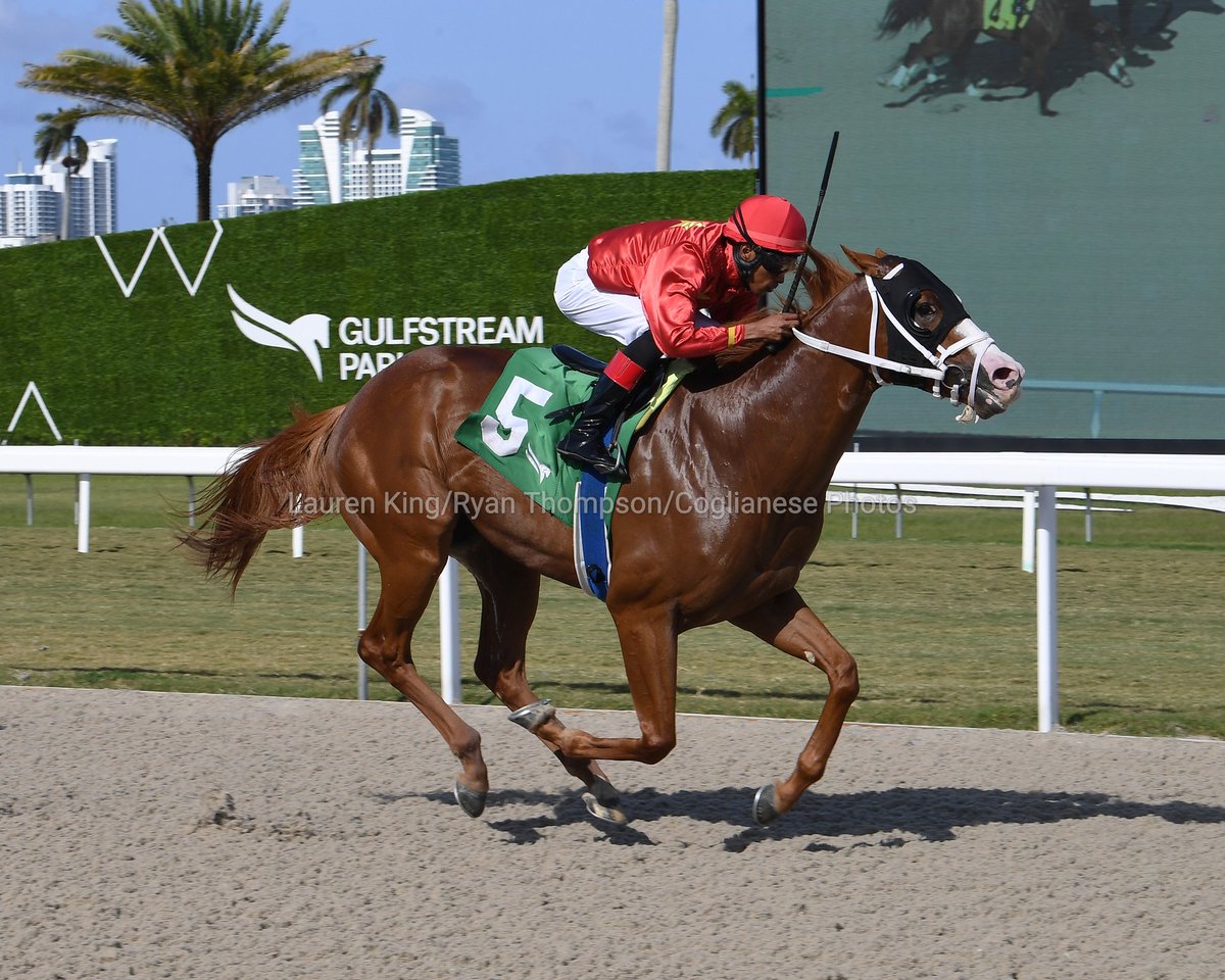 Academy Choice pulls away in the last furlong to earn the victory in the finale, Anthony Thomas in the saddle for trainer Rohan Crichton. #GulfstreamPark #RoyalPalmMeet Academy Choice despega en el último furlong para merecer la victoria en la última, Anthony Thomas en la silla…