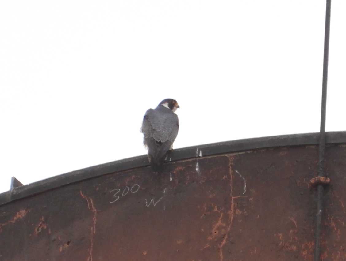 MbRaptor's tweet photo. @mbperegrines https://t.co/2Cht6bncSW