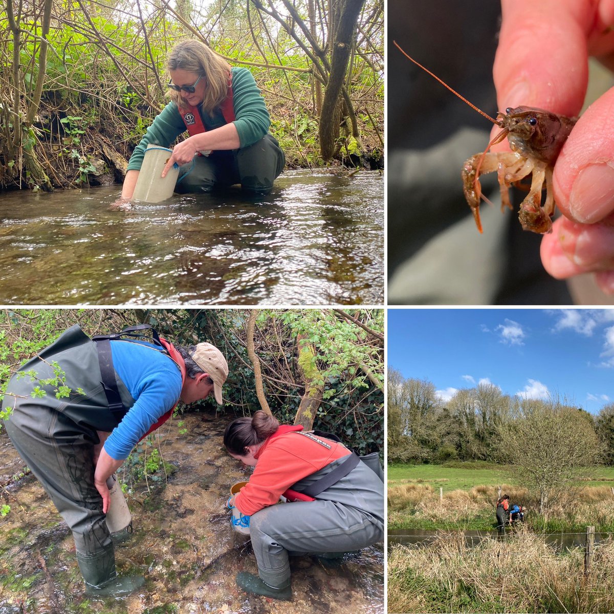 🩵 @MeganMcCubbin and I had the best day helping with this awesome project last year. Please watch the video below and please support our rare and iconic native #crayfish, such a vital species for the health of our #chalkstreams @BigGive